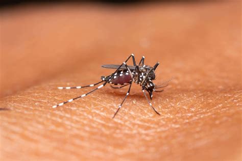 medical diagnosis in tagalog|Rare mosquito virus prompts US towns to close public parks .